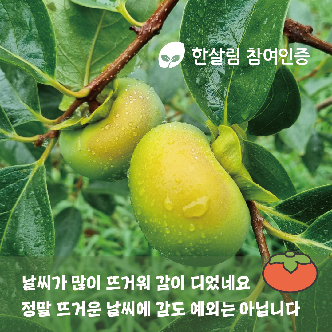 해가림대지 2.png