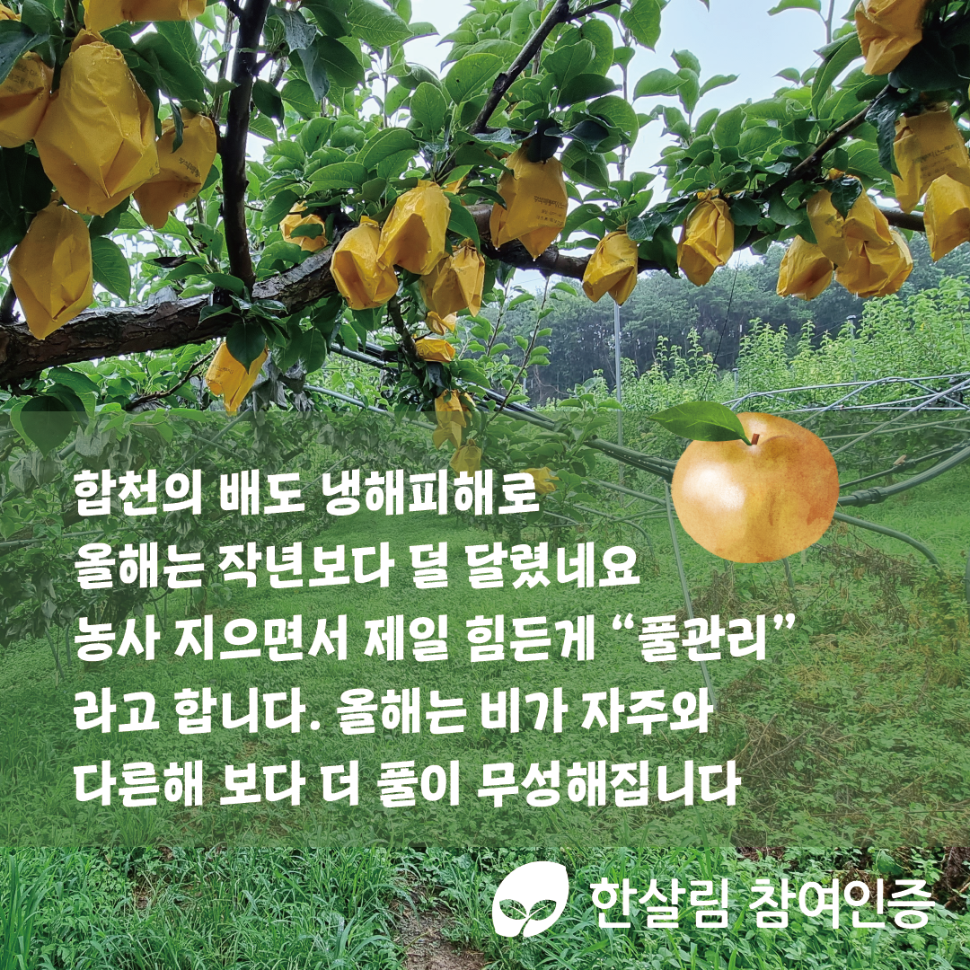 해가림대지 3.png